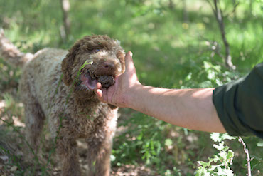truffle hunting tours italy